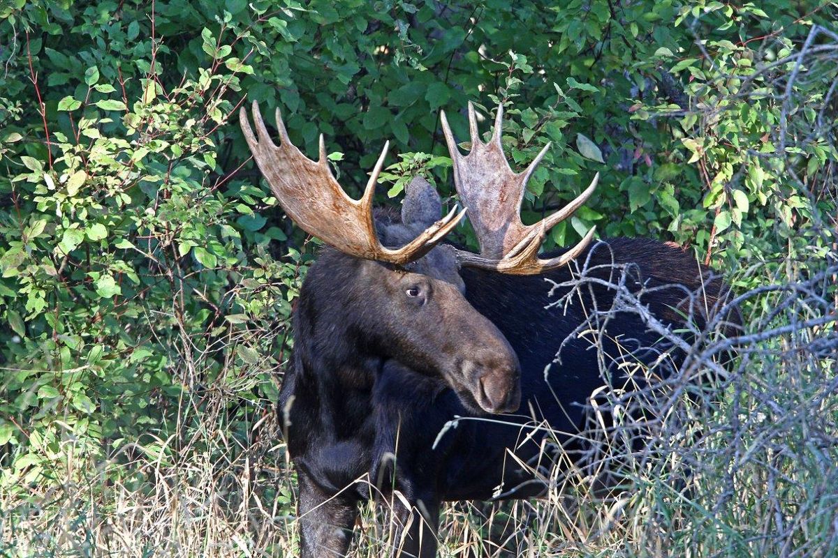 The antlers on this bull moose photographed on Sept. 10, 2016, are hardened and polished free of velvet in preparation for the mating season, or rut, at Turnbull National Wildlife Refuge. (Buck Domitrovich)