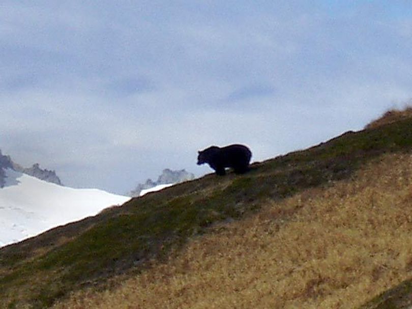 This grizzly bear was photographed by a backpacker in North Cascades National park in October, 2010. U.S. Fish and Wildlife Service experts later confirmed it as a grizzly -- the first to be photographed in a half a century in the U.S. portion of the range. (Joe Sebille)