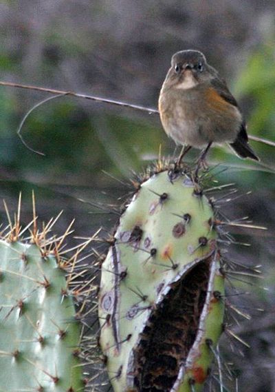 In this photo provided by Justyn Stahl, a red-flanked bluetail bird is seen on San Clemente Island off the California coast Tuesday. (Associated Press)