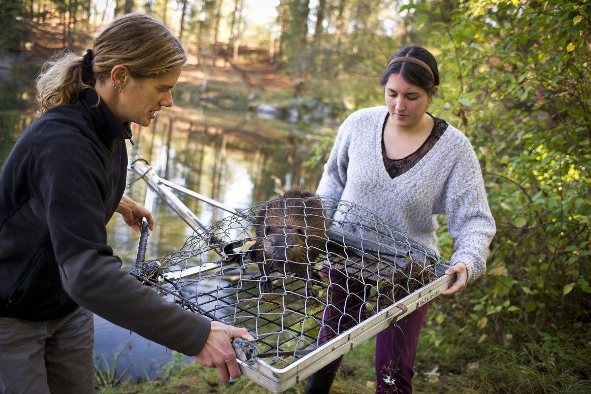 The Lands Council’s Conservation Programs Manager Kat Hall, left, and Beaver Program Coordinator Amanda Parrish remove a trapped beaver from Red Lake near Tum Tum, Wash., on Monday.  (Colin Mulvany)