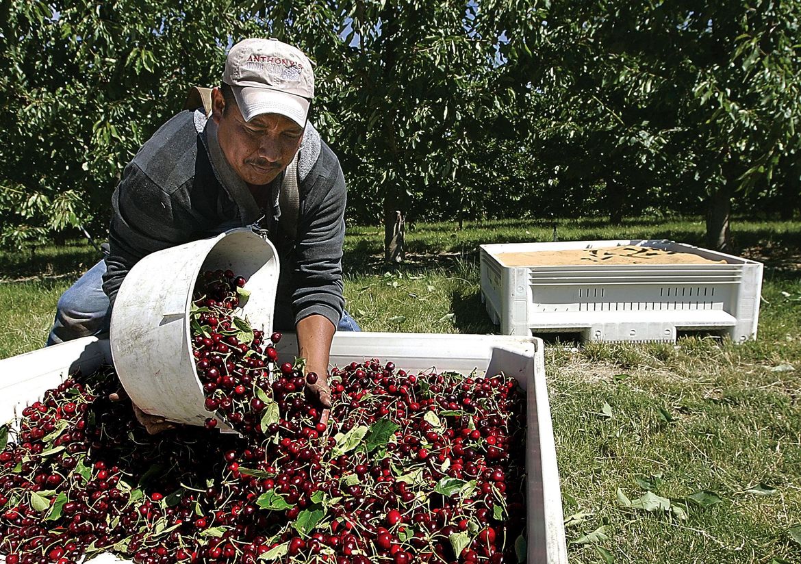 Cherry growers worried Chinese tariffs could hurt their biggest foreign