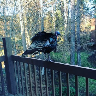 Turk, the hunted.