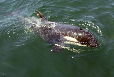 A 1-ton juvenile orca whale approaches a boat during a practice run to rescue her in the waters off Seattle in June 2002.  (File Associated Press / The Spokesman-Review)