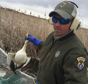 Jacob Gray, Idaho Fish and Game's Mud Lake Wildlife Management Area manager collects dead snow geese at Market Lake WMA. (J. Brower)