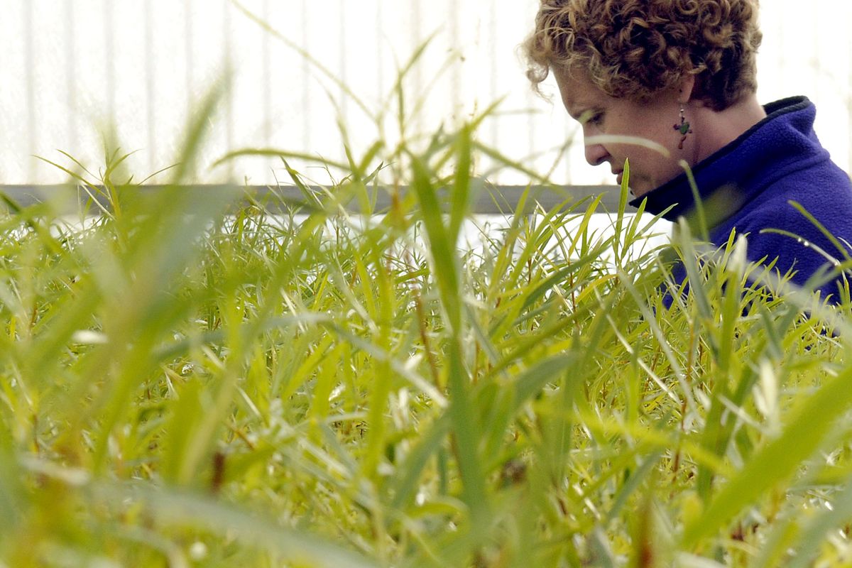 Biological science technician Laurie Parrish weeds  a batch of willows at the Forest Service nursery in Coeur d’Alene last week. (Kathy Plonka / The Spokesman-Review)