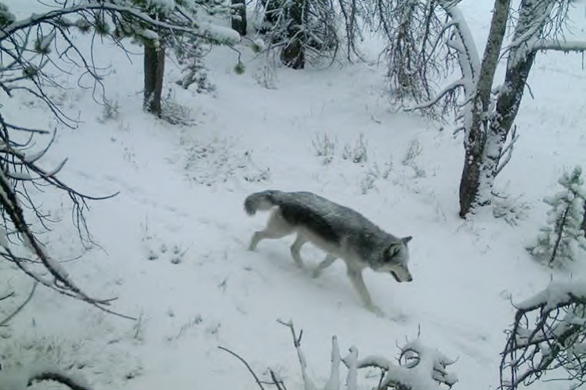 A gray wolf in Idaho is photographed during winter survey. (Idaho Department of Fish and Game)