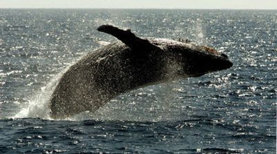 
A humpback whale leaps in the channel off Maui in Hawaii last year. Officials have reported a record number of encounters between boats and whales off Hawaii in the current breeding season.  
 (Associated Press / The Spokesman-Review)