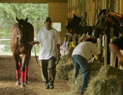 
Preakness winner and Belmont favorite Afleet Alex is hotwalked by Carlos Martinez at a stable in Belmont Park on Friday in Elmont, New York. 
 (Associated Press / The Spokesman-Review)