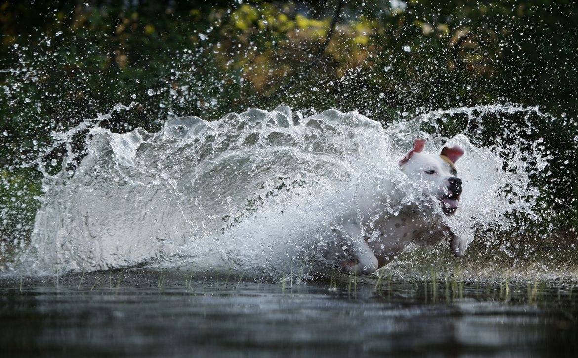 Midwest heat: Animals cooling off - A picture story at The Spokesman-Review