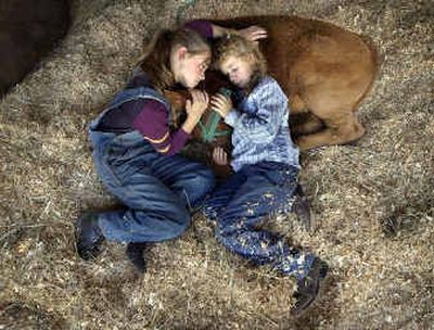 
Cousins Shelby Gady, 10, and Kailyn Gady, 9, of Rockford snuggle with their blue ribbon winner Simmental cow 