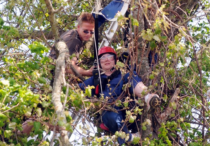 Donald Branson Vice President of The Connecticut Parachutists Inc. in Ellington, Conn., tries to untangle the leg of a 36-year-old student jumper who got caught about 25 feet up in a tree while parachuting at Ellington, Conn. Airport, Sunday, May, 16, 2010. The woman told rescuers she was trying to avoid power lines when a gust of wind blew her into clump of trees on the edge of a cornfield next to the airport landing zone. The woman was unharmed but it took the Ellington Fire Department about one hour to free her from the tree. (Jim Michaud / Journal Inquirer)