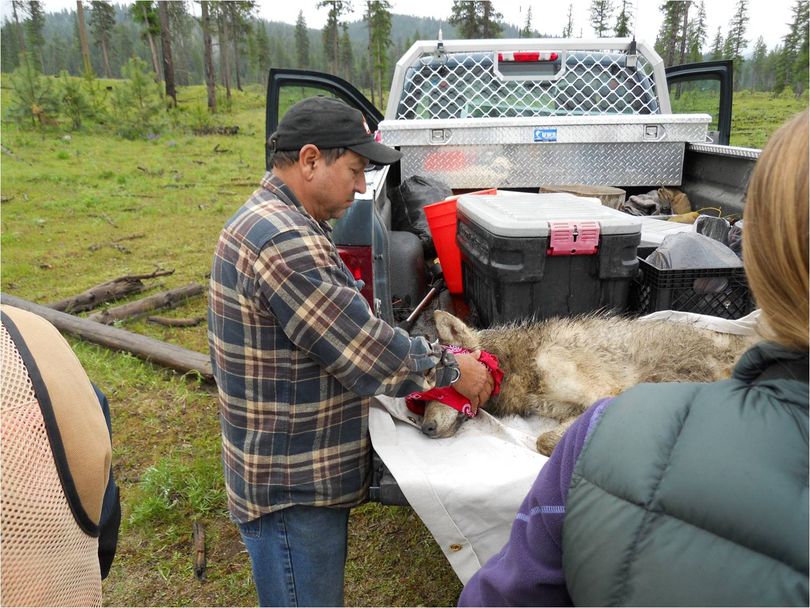 “Rick Disatuel, Colville Tribes Wildlife Technician, covers the eyes of an immobilized wolf during the collaring process.  (Courtesy of Colville Tribes)