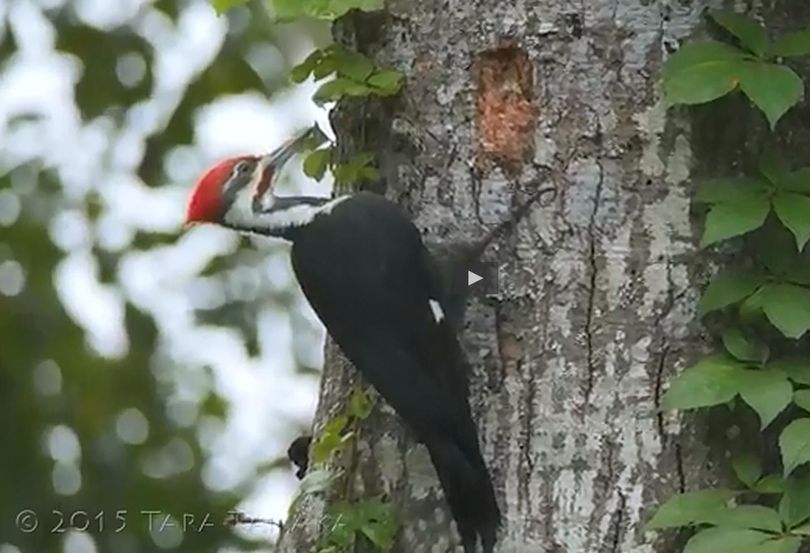 A pileated woodpecker begins excavating a nest cavity in a tree.
