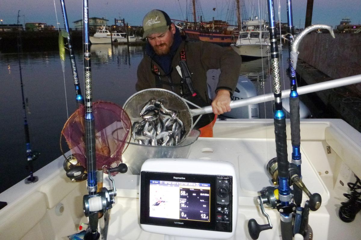 Travis Richey takes on a load of fresh anchovies for bait before heading out of the Westport Marina for about 30 miles to fish for tuna. Richey is a deck hand for Capt. Mark Coleman of All Rivers and Saltwater Charters. (Rich Landers / The Spokesman-Review)