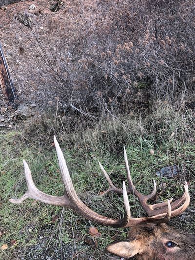 Bull elk shot and left to waste in North Idaho.  (Courtesy of IDFG)
