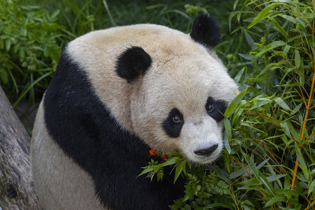 Yun Chuan grabs a bite of fresh bamboo in his new home at the San Diego Zoo. He is part of a pair of pandas that recently arrived from China.  (Ken Bohn/San Diego Zoo Wildlife Alliance/TNS)