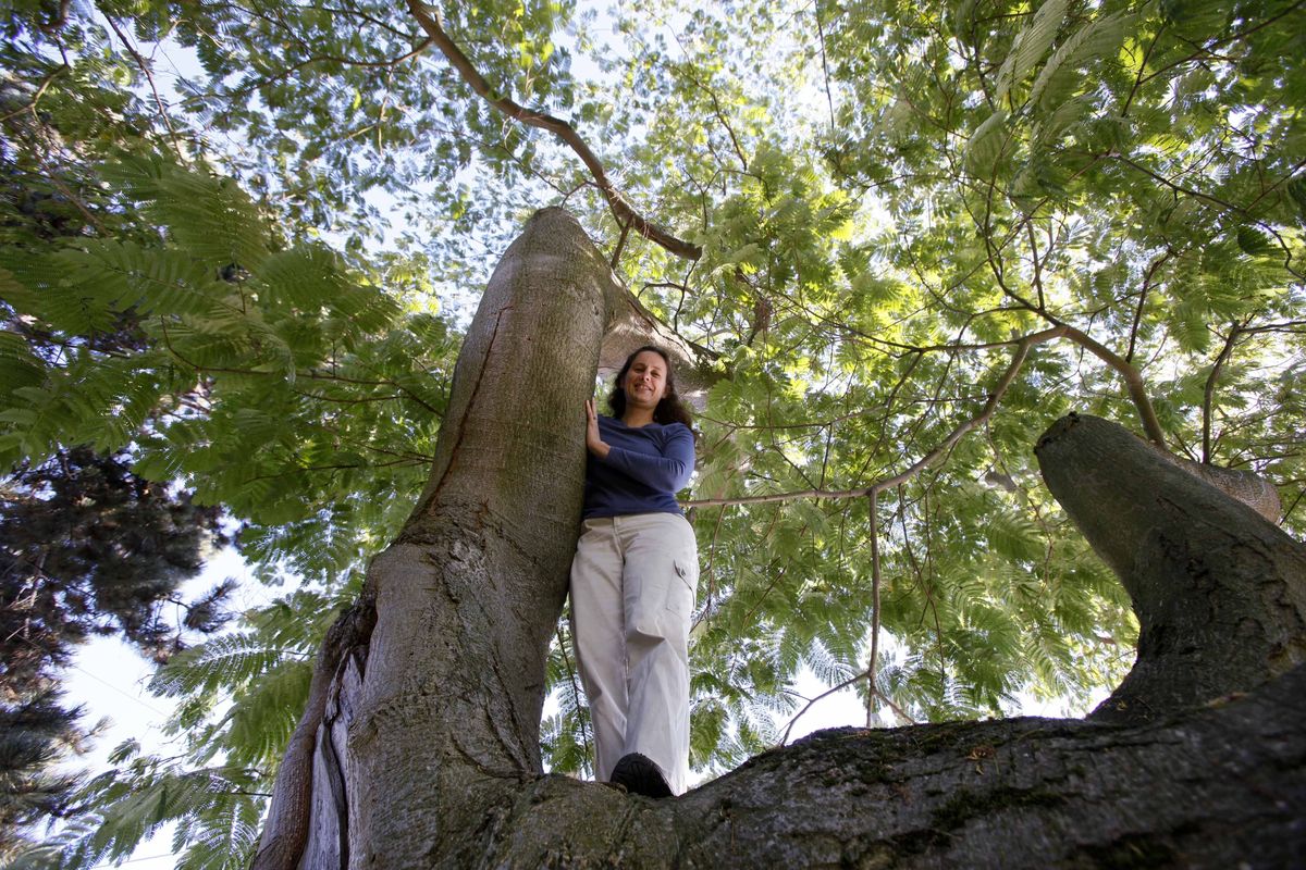 Kimberly Christensen stands on one of the massive branches of a silk tree in front of her Seattle home  Oct. 13. The specimen, also known as a mimosa tree, is estimated at over 50 years old.  (Associated Press)