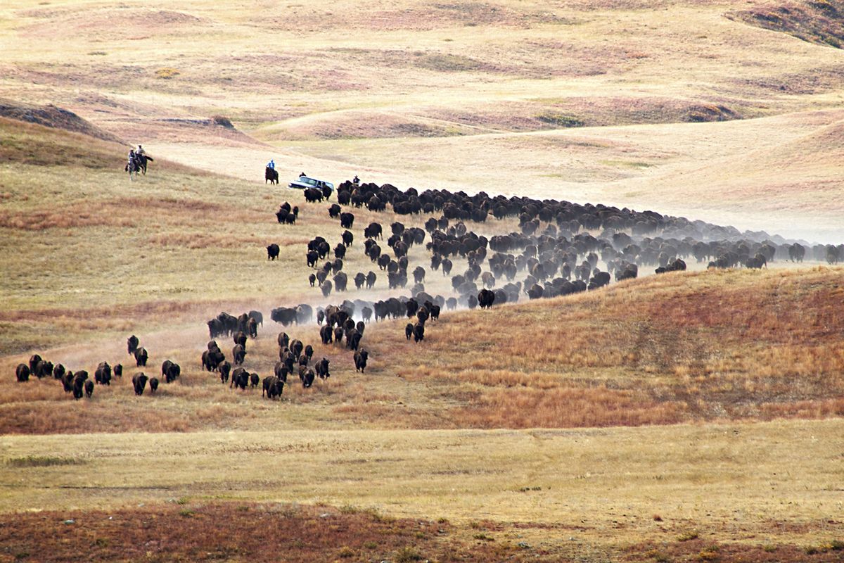 More than 1,000 buffalo thunder across the prairie land Monday, Sept. 24, 2012, during the 47th annual Buffalo Roundup in western South Dakota
