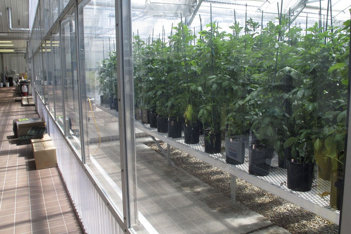 Genetically engineered potatoes grow in rows inside a J.R. Simplot greenhouse in Idaho. (Associated Press)