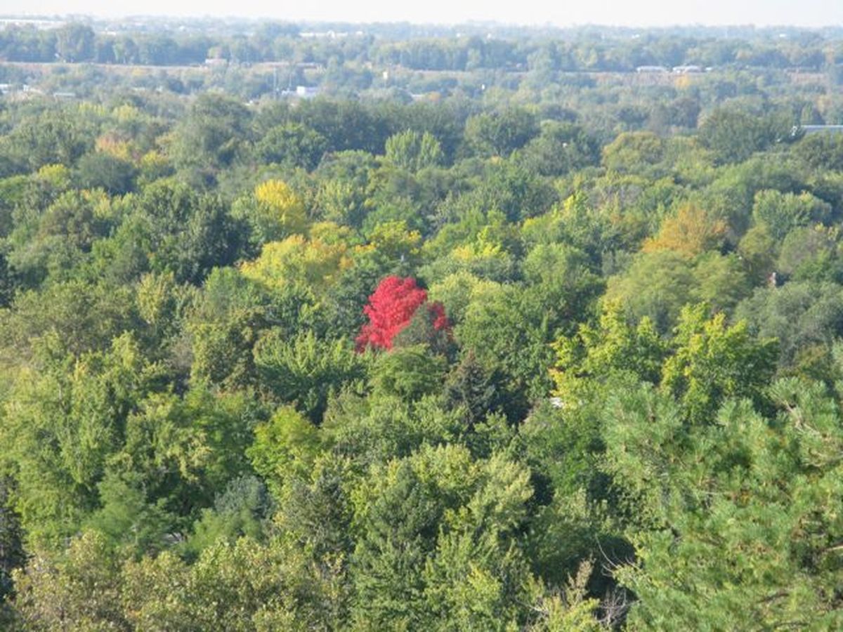 Red tree appears, autumn is here | The Spokesman-Review