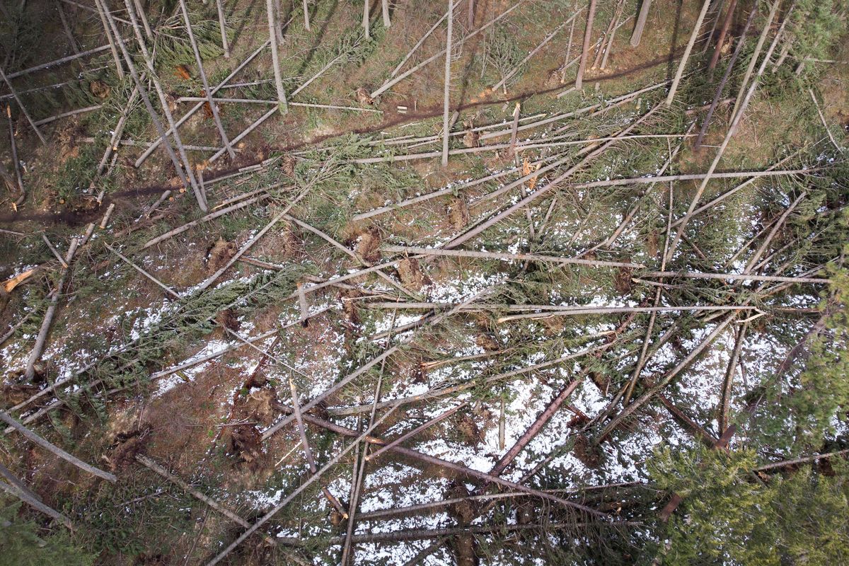 Hundreds of trees at the Mineral Ridge recreation site in Coeur d’Alene Idaho were toppled in a windstorm in January. Some of those trees are seen here on Feb. 23, 2021. Those downed trees, if left on the ground for too long, provide prime habitat for bark beetles.  (Eli Francovich/The Spokesman-Review)