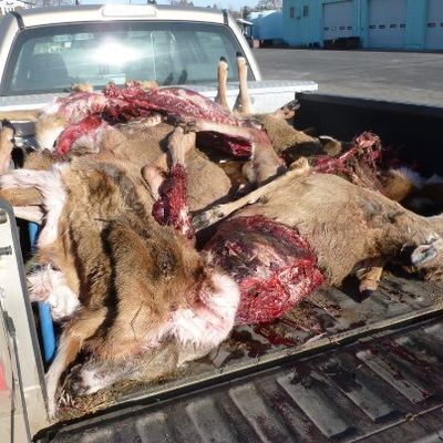 Deer slaughtered in a spree killing in western Lincoln County fill a Washington Department of Fish and Wildlife pickup in February 2013. (Washington Fish and Wildlife Department)