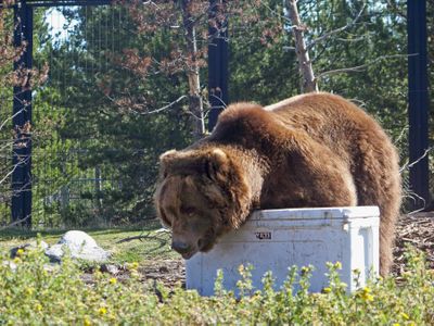 In this  photo provided by Living With Wildlife Foundation, a grizzly bear is shown with a food cooler during a test at the Grizzly and  Wolf Discovery Center in West Yellowstone, Mont., in September.  (Associated Press / The Spokesman-Review)