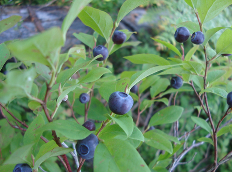 The hills are alive with huckleberries ...