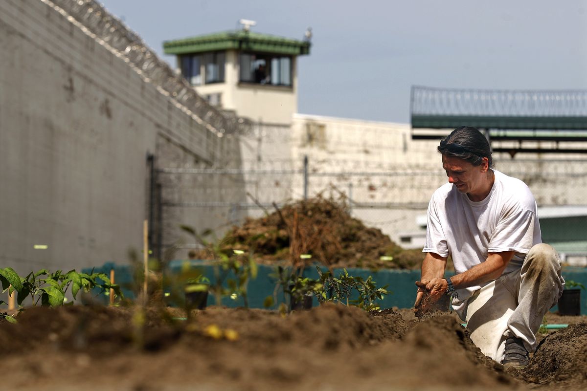 Beneath high walls and a guard tower, Monroe Correctional Complex inmate Ryan Risner, 43, rubs clods of dirt between his hands to leave only fine soil in a furrow where he will plant onions next to rows of tomatoes Monday. Associated Press photos (Associated Press photos)