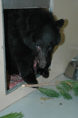 Boo Boo, the black bear cub found by fire crews with second degree burns on all four paws in August 2012  has been moved to a rehabilitation area in central Idaho. (Idaho Department of Fish and Game)