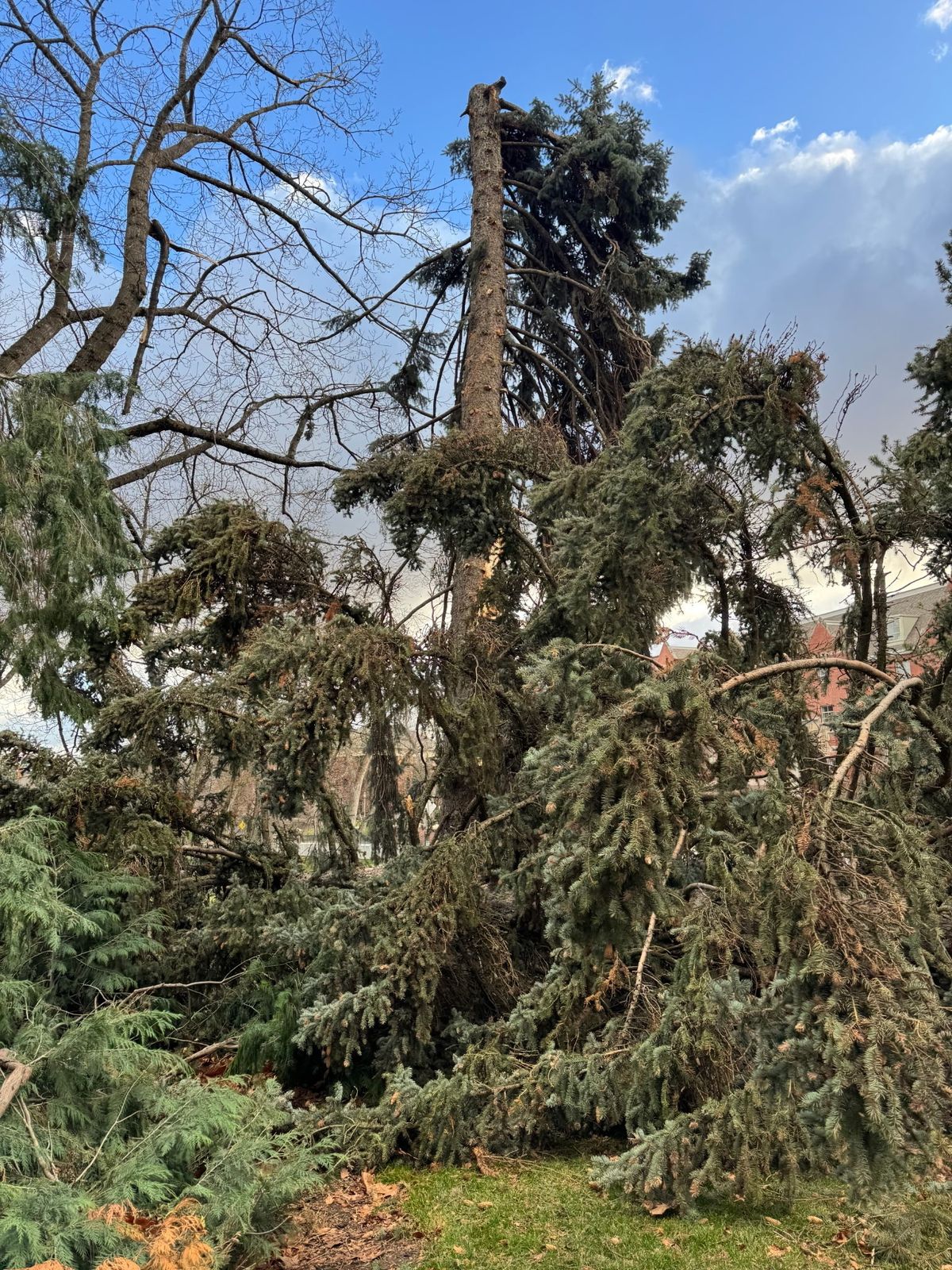 The storm, which caused wind gusts as high as 84 mph at the Moscow-Pullman Regional Airport, severely damaged this Colorado blue spruce that was planted on campus in 1911 by President Theodore Roosevelt. (Courtesy of University of Idaho )