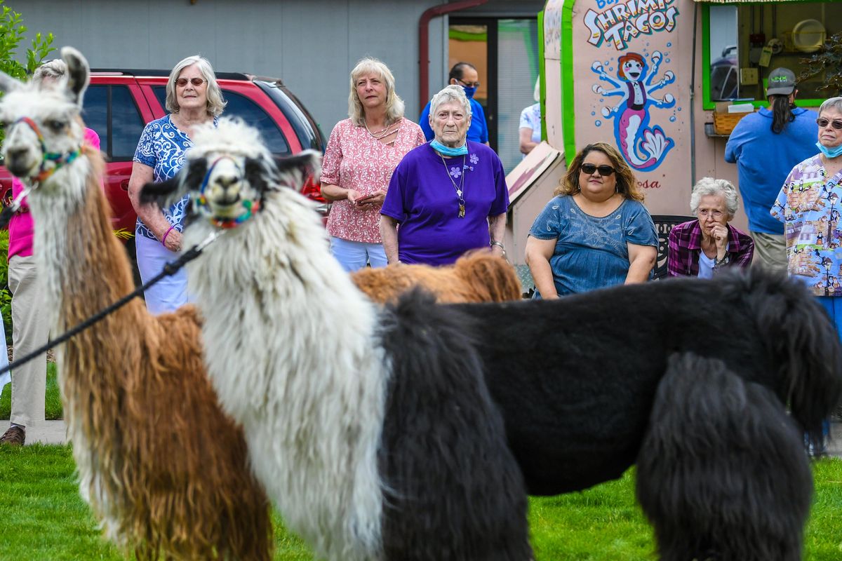 Residents and staff of the Fairwood Retirement Village were treated to a pair of llamas, Esme and Poppy, from the B Bar Z Llama Ranch, Wednesday, June 23, 2021, in Mead.  (Dan Pelle/THESPOKESMAN-REVIEW)