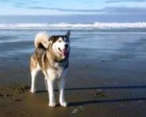 Jim Rosauer said his dog, Kenai, a husky-malamute mix, was shot by a teenager who mistook the dog for a wolf. (Jim Rosauer)