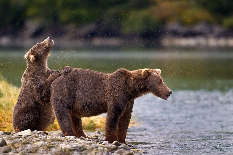 Montana wildlife photographer braved clouds of mosquitoes to snap this photo last summer in Alaska as bears converged on rivers to feast on spawning salmon. The grizzly cub seems to be content to daydream while its mother does the work of providing food for a meal.
 (Jaime Johnson)