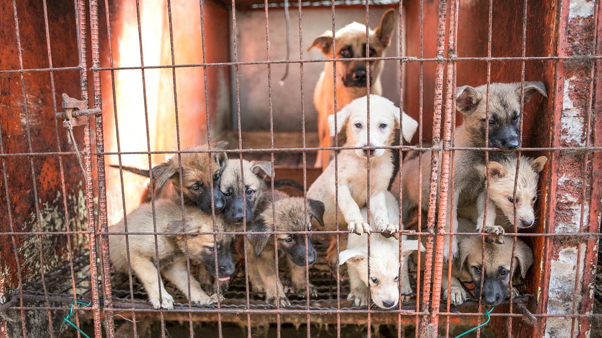 Dogs rescued from illegal meat farm in South Korea up for Spokane