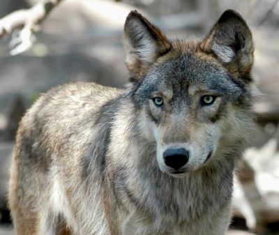 This July 16, 2004, file photo, shows a gray wolf at the Wildlife Science Center in Forest Lake, Minn. For the first time since 2013, licensed wolf hunting will take place in Wyoming. (Dawn Villella / Associated Press)