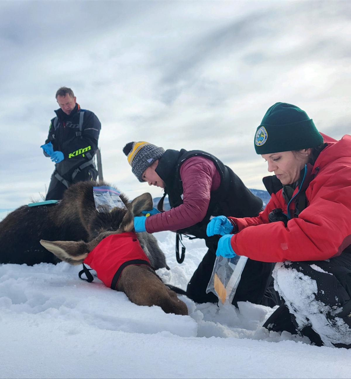 Researchers work with a moose captured in northeastern Washington.  (Courtesy of Annemarie Prince)