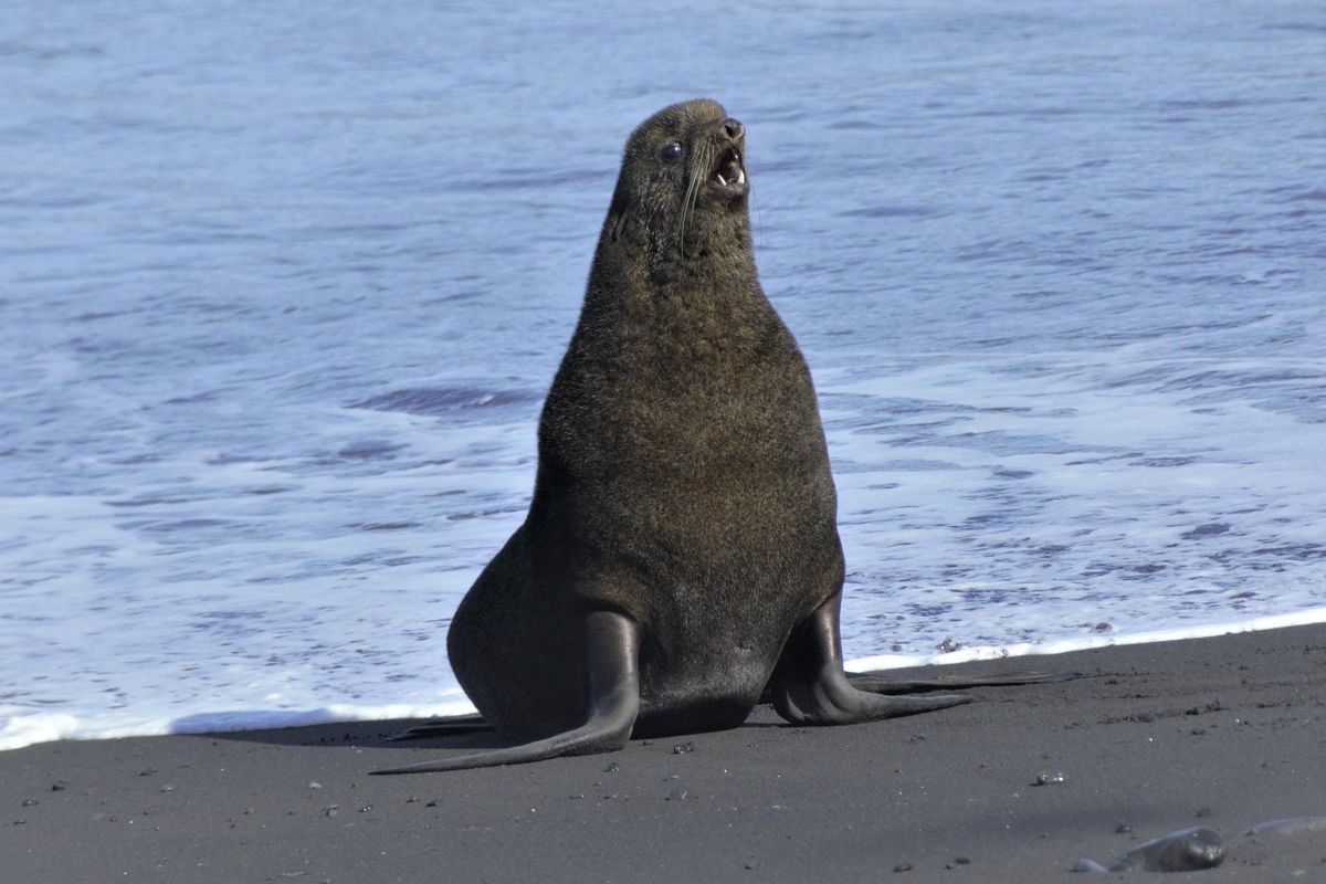 This August 2019 photo released by the National Oceanic and Atmospheric Administration Fisheries  shows a mature northern fur seal standing on a beach on Bogoslof Island, Alaska. Alaska’s northern fur seals are thriving on an island that’s the tip of an active undersea volcano. Numbers of fur seals continue to grow on tiny Bogoslof Island despite hot mud, steam and sulfurous gases spitting from vents on the volcano. (Maggie Mooney-Seus / Associated Press)