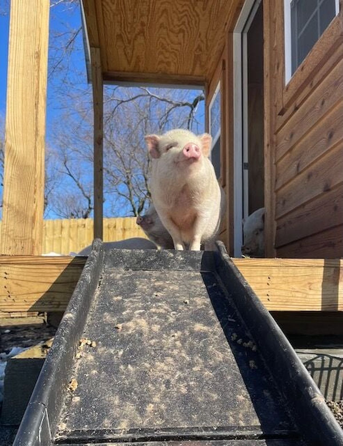 In addition to dogs, Beagle Freedom Project has also rescued pigs, horses, sheep, goats and alpacas. This pig was rescued from an animal testing lab in Northern California. 