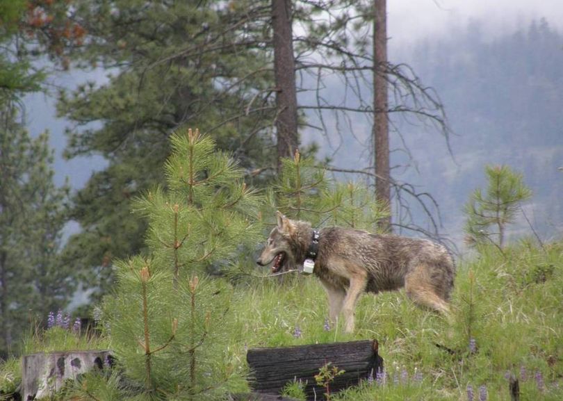 A male wolf is released after being trapped an fitted with a radio collar on the Colville Indian Reservation onf June 5, 2012.  The Tribe named the group of wolves in the Sanpoil River region of the reservation the Nc’icn Pack, which means “grey mist as far as you can see” in the Okanogan language. (Colville Confederated Tribes)