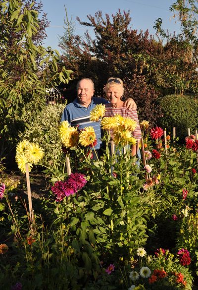 Ken and Mary Ann Corman stand among the dahlias at their Five Mile Prairie garden which was named the Inland Empire Gardeners’ August Garden of the Month. (PAT MUNTS)