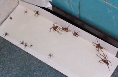 
Reader Phil Bergin took a picture of this rather full sticky spider trap at his Spokane home this summer.
 (Photo courtesy of Phil Bergin / The Spokesman-Review)