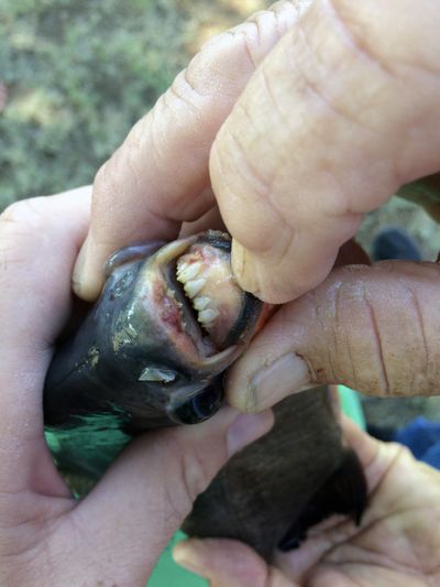 This July 22, 2018 photo provided by the Oklahoma Department of Wildlife Services shows the teeth of a native South American fish known as a pacu that was was caught in a southwestern Oklahoma lake in Caddo County by 11-year-old Kennedy Smith of Lindsay, Okla. (Tyler Howser / Associated Press)