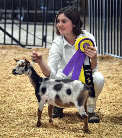 Kira Bates, 19, of Hauser, Idaho, won a showing competition with her 6-month-old Nigerian dwarf goat named Koala Bear on Saturday, Sept. 14, 2019, at the Spokane County Interstate Fair. It was the 25th prize ribbon she had received at the fair so far. (Dan Pelle / The Spokesman-Review)