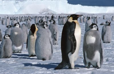 This undated photo released by the British Antarctic Survey shows emperor penguin adults and chicks near the research center at Halley Bay, Antartica.  (Associated Press / The Spokesman-Review)
