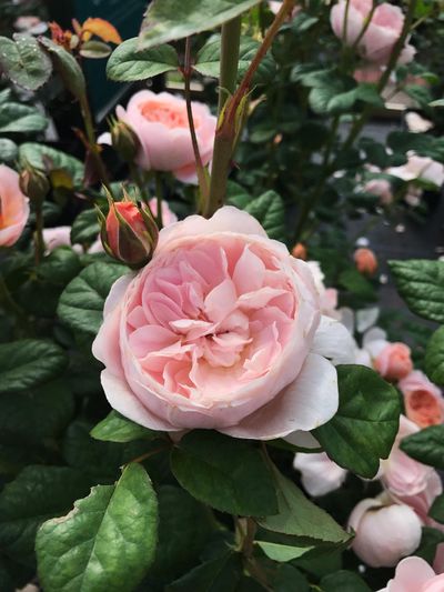 Roses will be in the spotlight at the Spokane Rose Societys annual Rose Show on Saturday. (Susan Mulvihill / The Spokesman-Review)