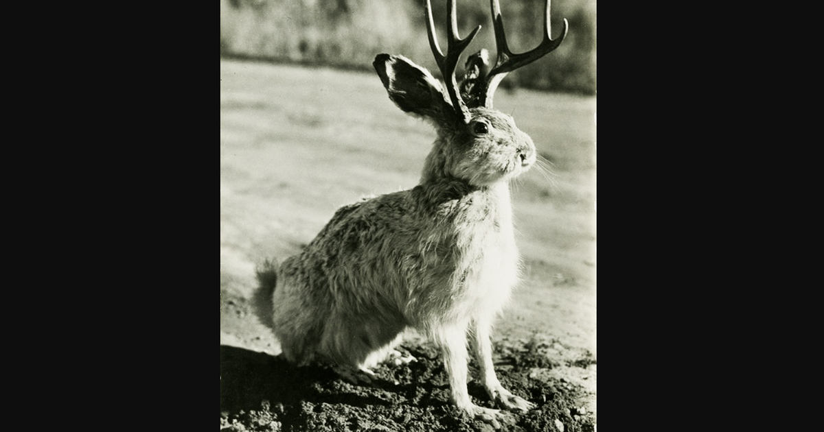 Cool Critters: Hoppin' down the jackalope trail