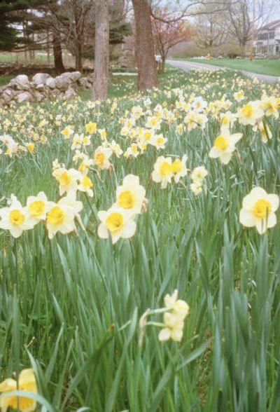
A garden of daffodils in bloom can be breathtaking. 
 (Photo by Victoria Pearson / The Spokesman-Review)