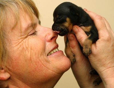 ORG XMIT: LON823 Owner Susan Thomson gerts an affectionate lick from her three-week-old Chihuahua puppy named Tom Thumb, in Renton, England, Wednesday April 8, 2009. The dog, which measures eight inches (20 centimeters)  long, is thought to be one of the smallest dogs born in the Britain, and is just two inches (5 centimeters) short of a world record for a small dog.(AP Photo/Andrew Milligan-pa)  **UNITED KINGDOM OUT: NO SALES: NO ARCHIVE:** (Aandrew Milligan / The Spokesman-Review)