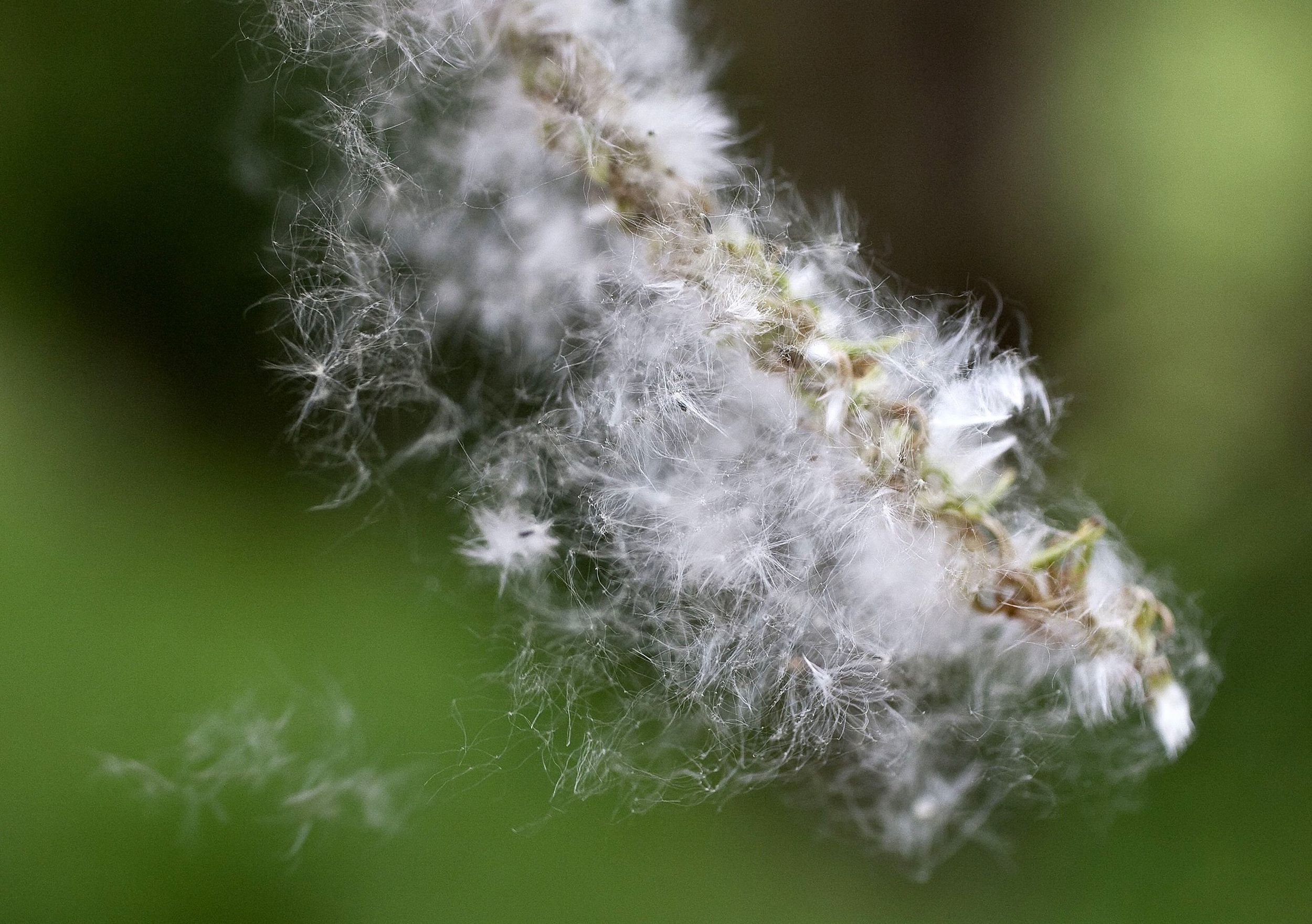What's that fluff? Cottonwood pollination season will end soon
